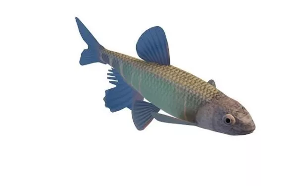 Minnow Freshwater Fish 3d model Minnow Freshwater Fish 3d model