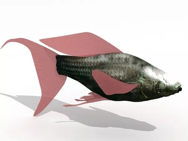 Sea Molly Fish 3d model Sea Molly Fish 3d model