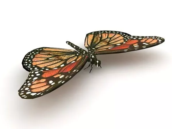 Monarch Butterfly Animal 3d model Monarch Butterfly Animal 3d model