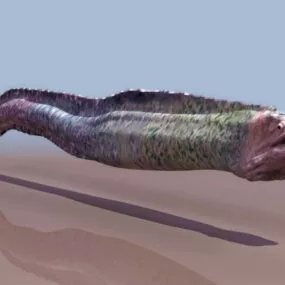 Moray Eel 3d model