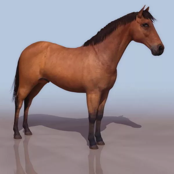 Wild Morgan Horse 3d model Wild Morgan Horse 3d model