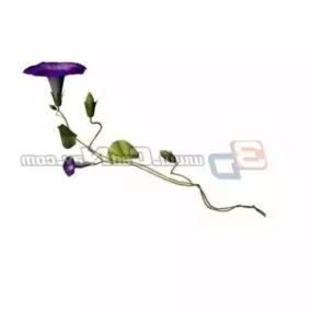 Morning Glory Plant 3d model