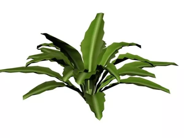 Moth Orchid 3d model Moth Orchid 3d model
