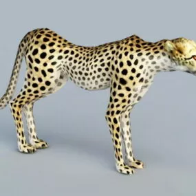Mountain Leopard 3d model