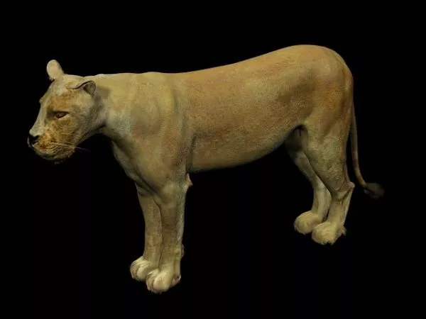 Anime Lion 3d model