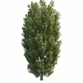 Mountain Aspen Trees 3d model