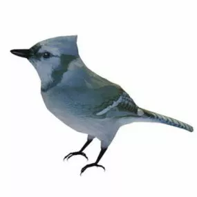 Wild Mountain Bluebird 3d model