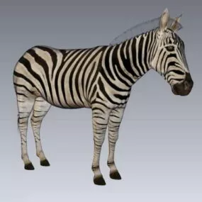 Wild Mountain Zebra 3d model