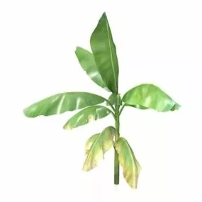 Musa Banana Tree 3d model
