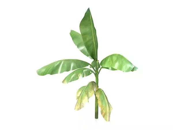 Musa Banana Tree 3d model Musa Banana Tree 3d model