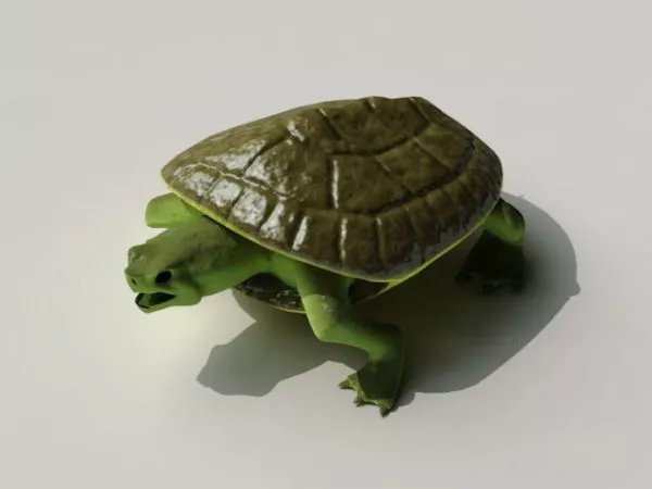 Turtle Fighter Character 3d model