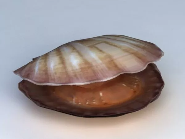 Shell Shape 3d model