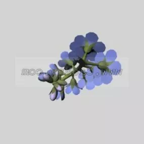 Myosotis Plant 3d model