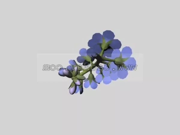 Myosotis Plant 3d model Myosotis Plant 3d model