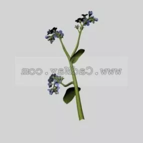 Myosotis Sylvatica Plant 3d model