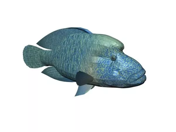 Napoleon Fish Animal 3d model Napoleon Fish Animal 3d model