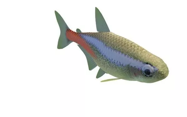Neon Aquarium Fish 3d model Neon Aquarium Fish 3d model