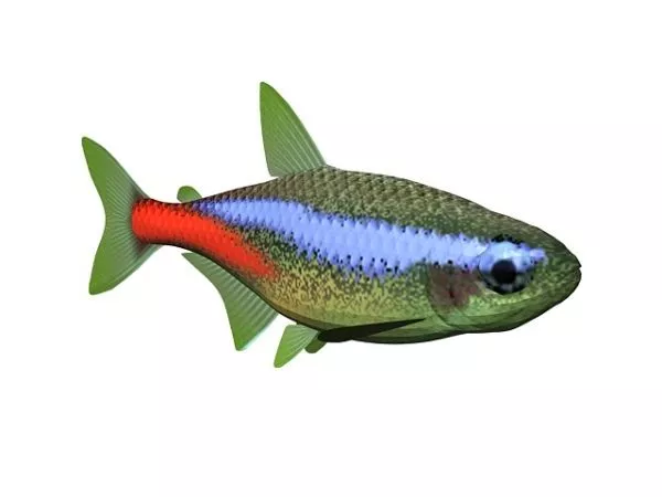 Neon Tetra Fish Animal 3d model Neon Tetra Fish Animal 3d model