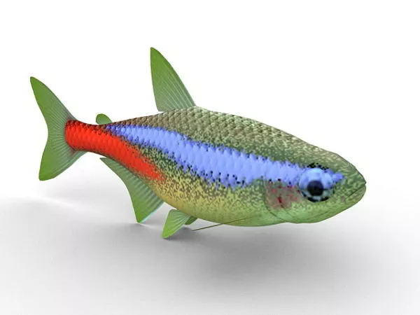 Neon Tetra Aquarium Fish 3d model Neon Tetra Aquarium Fish 3d model