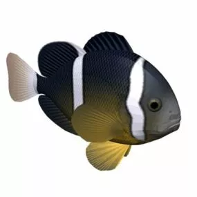 Night Sergeant Fish Animal 3d model