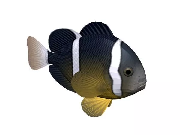 Blue Tang Fish Rigged 3d model