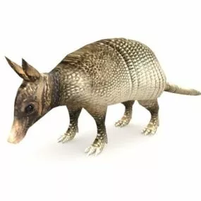 Nine Banded Armadillo Animal 3d model