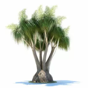 Nolina Recurvata 3d model