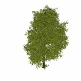 North American Beech 3d model
