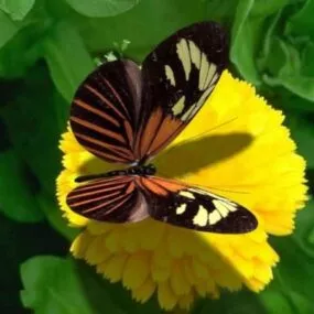 North America Butterfly 3d model