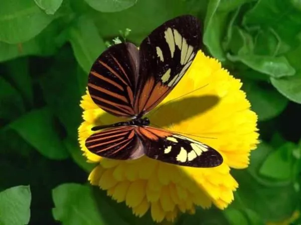 Butterfly Plane 3d model