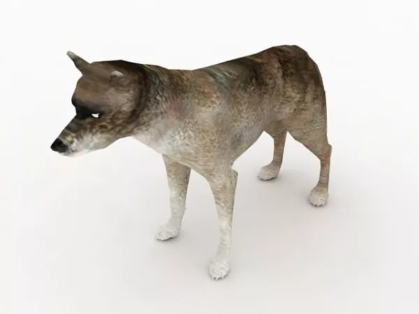 Northern Coyote Animal 3d model Northern Coyote Animal 3d model