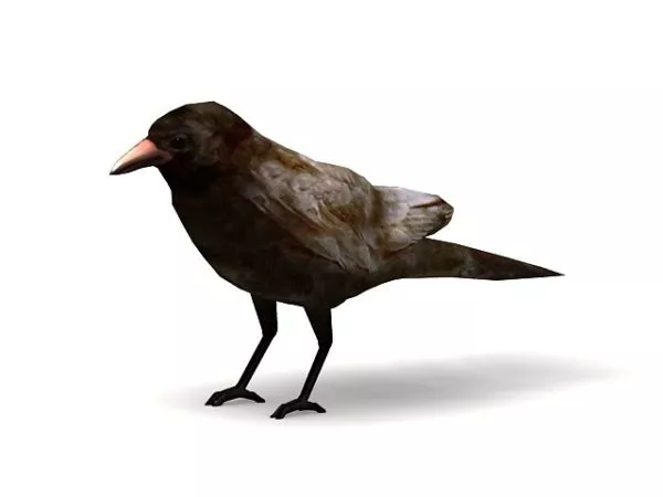 Cassowary Bird 3d model