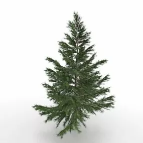 Norway Spruce Tree 3d model