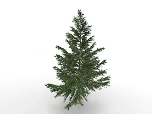 Norway Spruce Tree 3d model Norway Spruce Tree 3d model