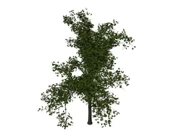 Single Red Maple Tree 3d model