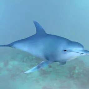 Ocean Dolphin 3d model