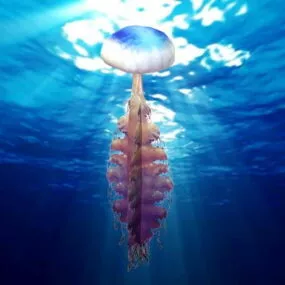 Ocean Jellyfish 3d model