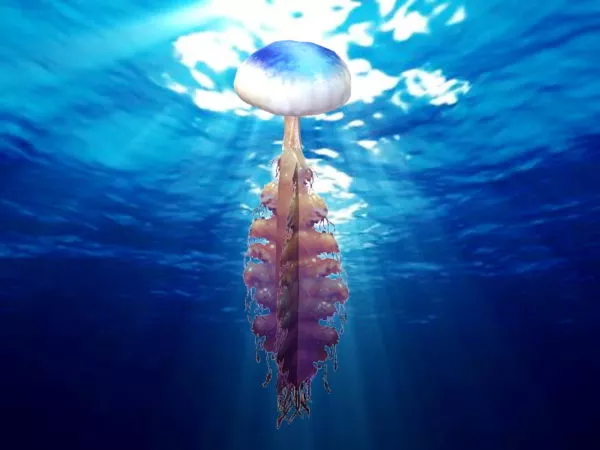 Ocean Jellyfish 3d model Ocean Jellyfish 3d model