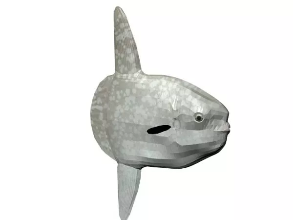 Animated African Cichlid Fish 3d model