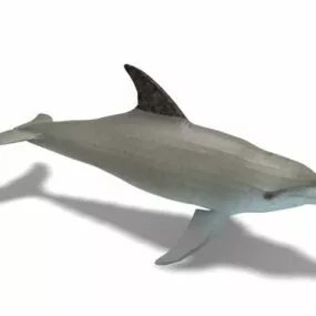 Oceanic Dolphin Animal 3d model