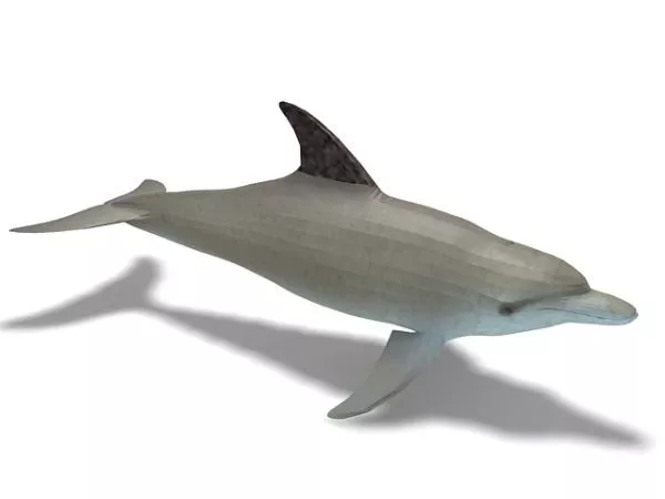 Oceanic Dolphin Animal 3d model Oceanic Dolphin Animal 3d model