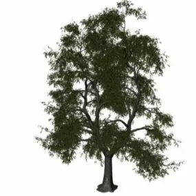 Old Lime Tree 3d model