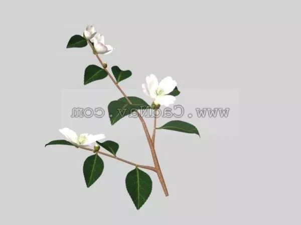 Omi-goromo Plant 3d model Omi-goromo Plant 3d model