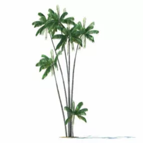 Oncosperma Tigillarium Tree 3d model