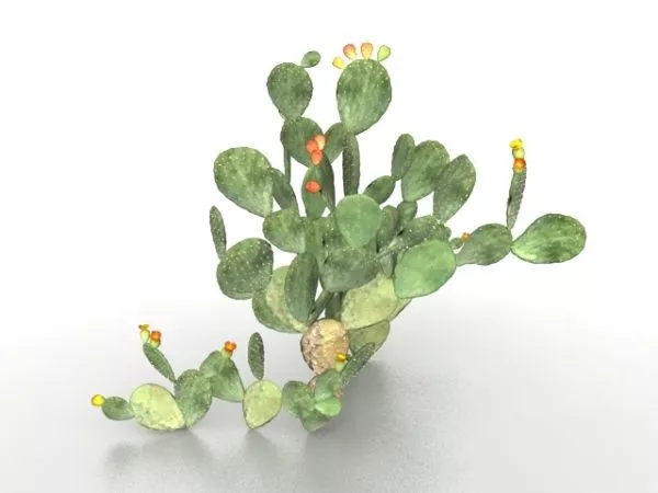 Opuntia Cactus Plant 3d model Opuntia Cactus Plant 3d model
