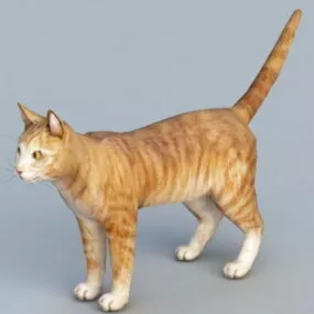 Orange Cat 3d model