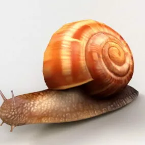 Orange Snail 3d model
