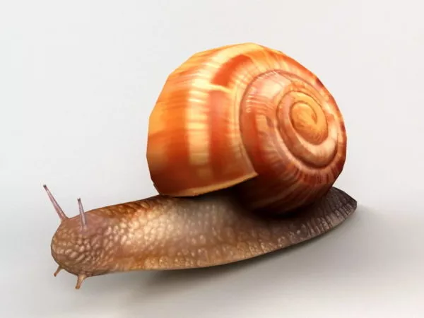 Shell Snail Creature 3d model