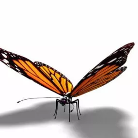Orange Butterfly 3d model