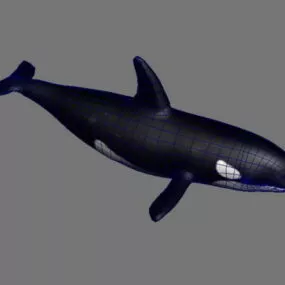 Orca Killer Whale 3d model